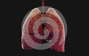 The humanÃ¢â¬â¢s lung and respiratory system. photo